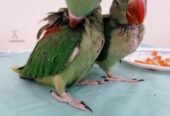 Raw Alexanderine Kashmiri Pahari Parrot Male and Female Chick’s