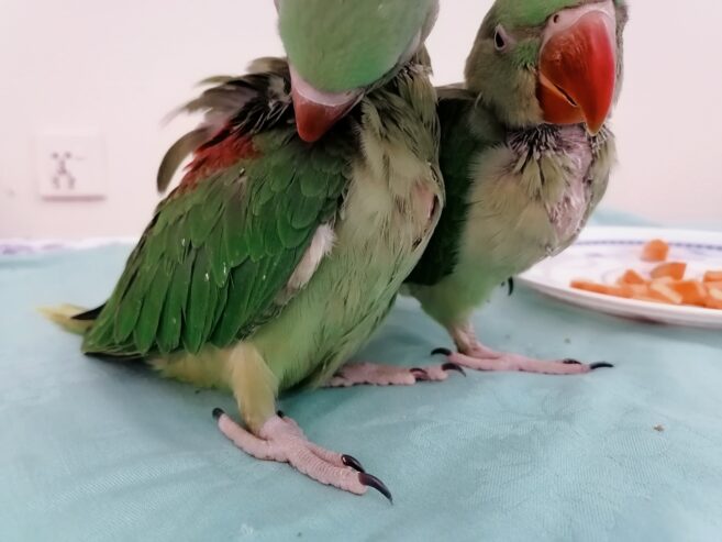 Raw Alexanderine Kashmiri Pahari Parrot Male and Female Chick’s