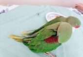 Raw Alexanderine Kashmiri Pahari Parrot Male and Female Chick’s