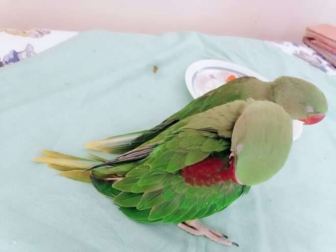 Raw Alexanderine Kashmiri Pahari Parrot Male and Female Chick’s