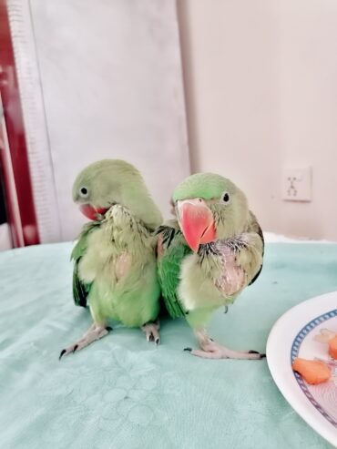 Raw Alexanderine Kashmiri Pahari Parrot Male and Female Chick’s