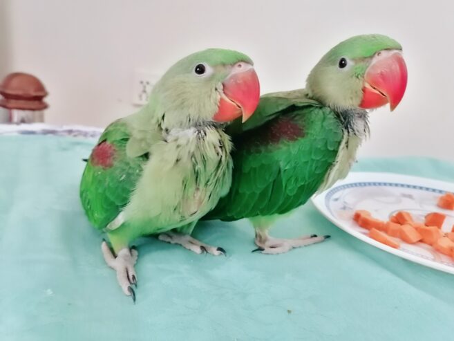 Raw Alexanderine Kashmiri Pahari Parrot Male and Female Chick’s