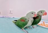 Raw Alexanderine Kashmiri Pahari Parrot Male and Female Chick’s