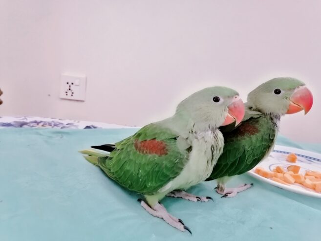 Raw Alexanderine Kashmiri Pahari Parrot Male and Female Chick’s