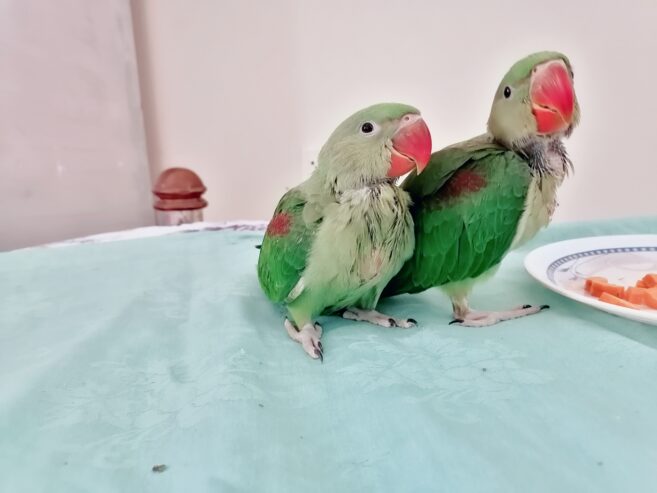 Raw Alexanderine Kashmiri Pahari Parrot Male and Female Chick’s