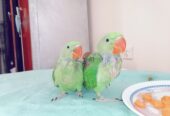 Raw Alexanderine Kashmiri Pahari Parrot Male and Female Chick’s