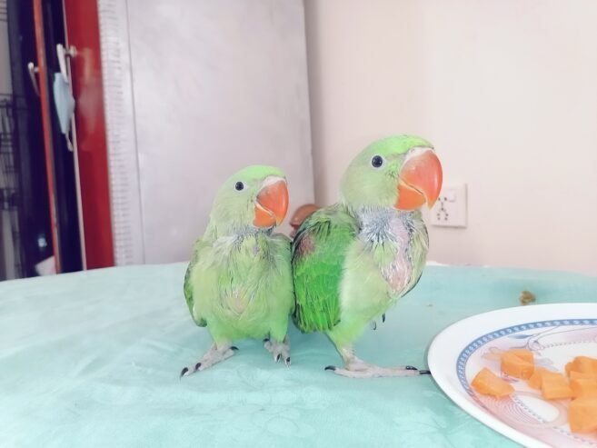 Raw Alexanderine Kashmiri Pahari Parrot Male and Female Chick’s