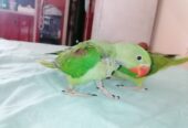 Raw Alexanderine Kashmiri Pahari Parrot Male and Female Chick’s