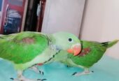 Raw Alexanderine Kashmiri Pahari Parrot Male and Female Chick’s