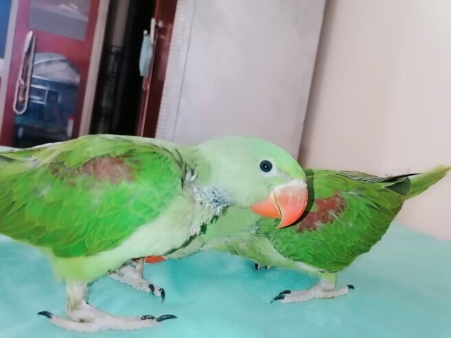 Raw Alexanderine Kashmiri Pahari Parrot Male and Female Chick’s