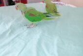 Raw Alexanderine Kashmiri Pahari Parrot Male and Female Chick’s