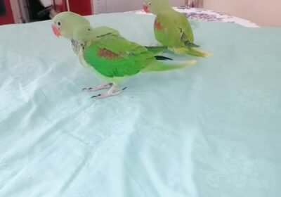 Raw Alexanderine Kashmiri Pahari Parrot Male and Female Chick’s