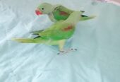 Raw Alexanderine Kashmiri Pahari Parrot Male and Female Chick’s