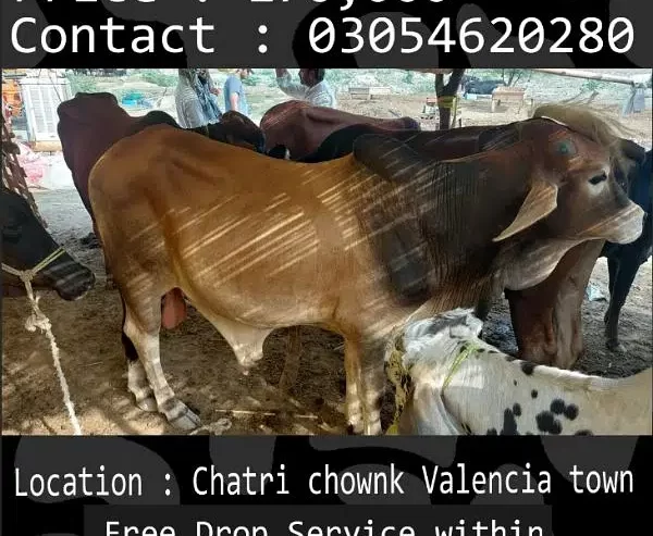 Qurbani animals healthy donday kattay cow bull