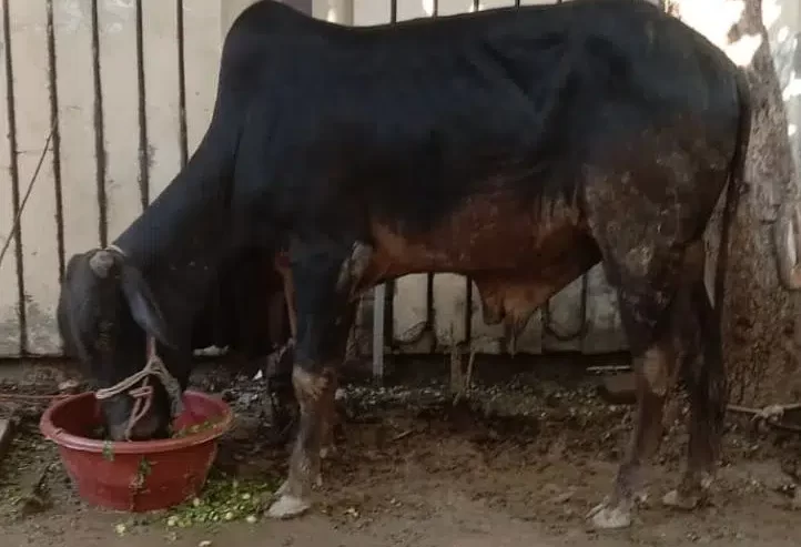 Bull for Qurbani 2023