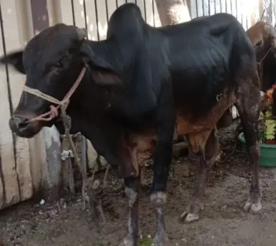 Bull for Qurbani 2023