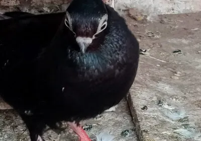 inbound2212256505327132817