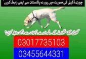 Army dog center 03010417477