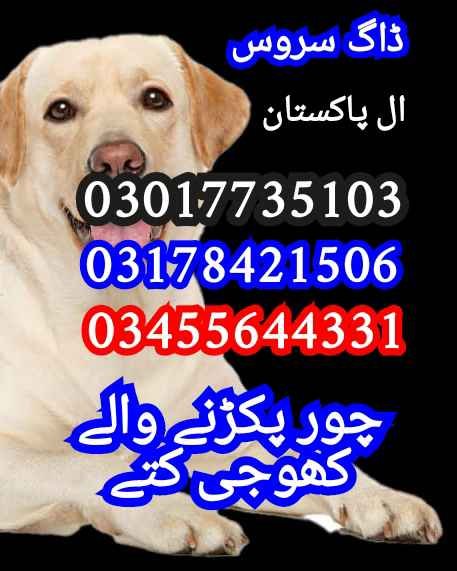 Army dog center peshawar 03336974100